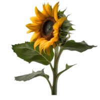 AI generated Close-up photo of Sunflower. Ai-Generated. png
