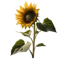 AI generated Close-up photo of Sunflower. Ai-Generated. png