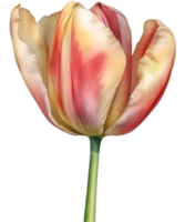 ai gegenereerd kleurrijk waterverf tulp schilderen, ai-gegenereerd. png