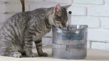 Pet water dispenser with automatic gravity refill. Closeup of gray striped European cat drinking from pet fountain video