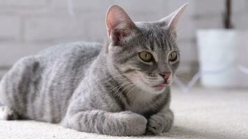 Closeup of gray striped European cat lying on beige rug at home, copy space, white wall background. video