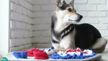 dog sits on dog sniffing mat. Interactive toy for pet, develops sense of smell, logical thinking, search for dry food hidden in pockets of textile ribbon. Find treat nose video