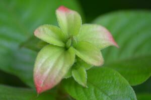 tropical verde flor y hoja crecimiento antecedentes foto