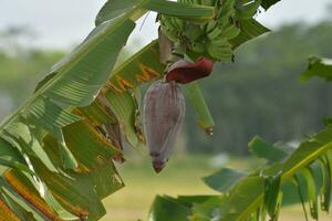 photos of banana blossoms and raw bananas