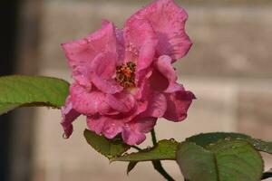 background of pink roses exposed to dew in the morning photo