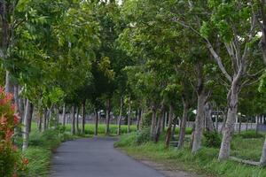 street view photos among the trees