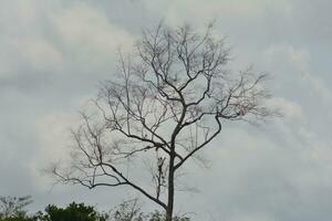 photo of a barren tropical tree with a sky view in the background