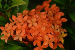 background of small flowers blooming in beautiful orange color photo