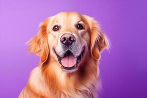 AI generated A close-up portrait of a golden retriever puppy on a purple background photo