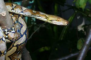 hermosa serpiente, el reticular pitón es un pitón especies nativo a sur y Sureste Asia. foto