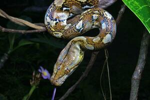 hermosa serpiente, el reticular pitón es un pitón especies nativo a sur y Sureste Asia. foto