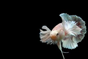 Beautiful dancing of fancy dumbo ear betta fish photo