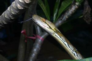 Beautiful snake, The reticulated python is a python species native to South and Southeast Asia. photo