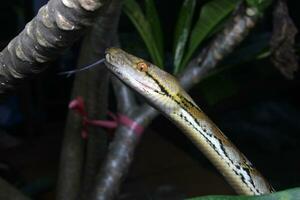 hermosa serpiente, el reticular pitón es un pitón especies nativo a sur y Sureste Asia. foto