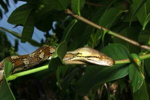 hermosa serpiente, el reticular pitón es un pitón especies nativo a sur y Sureste Asia. foto