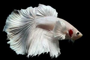 Snow white platinum halfmoon dumbo ear betta fish photo