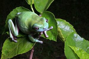 Green tree Frog, Dumpy frog photo