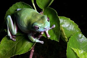 verde árbol rana, regordete rana foto