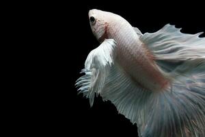 Snow white platinum halfmoon dumbo ear betta fish photo