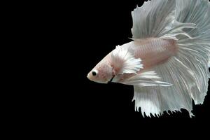 Snow white platinum halfmoon dumbo ear betta fish photo