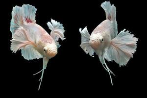 Beautiful dancing of fancy dumbo ear betta fish photo