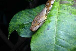 Beautiful snake, The reticulated python is a python species native to South and Southeast Asia. photo