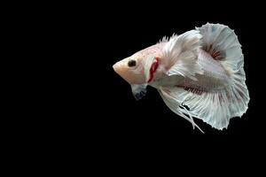 Beautiful dancing of fancy dumbo ear betta fish photo