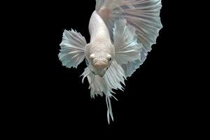 Snow white platinum halfmoon dumbo ear betta fish photo