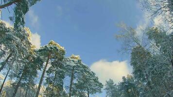 faible angle vue de une hiver pin forêt, en marchant par le conifère des arbres. bas vue de le hauts de pins dans le neige à ensoleillé hiver journée. le ciel pouvez être vu par le hauts de le pins video