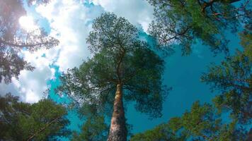 Basso angolo Visualizza di colorato estate pino foresta, a piedi attraverso il conifero alberi in movimento Giusto. parte inferiore Visualizza di il cime di pini a soleggiato estate giorno. il cielo può essere visto attraverso il cime di pini video