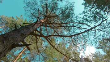 a piedi attraverso il pino foresta e guardare su per il alberi. parte inferiore Visualizza di pino corone a soleggiato estate giorno. il cielo può essere visto attraverso il cime di il alberi video