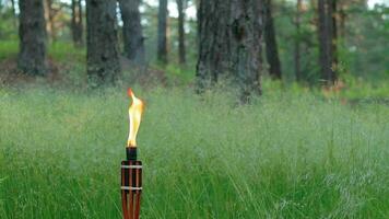 bambu ficklampa brinnande i de europeisk skog. dekorativ tropisk ljus har en massiv orange flamma använder sig av olja bränsle eller fotogen. statisk skott video