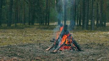 en bål brinnande i de skog i kväll. flammande lägereld. öppen spis i natur statisk skott, långsam rörelse video