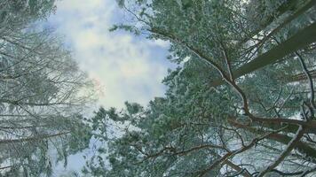 Low Angle View of a Winter Pine Forest, Walking Through the Coniferous Trees. Bottom View of the Tops of Pines in the Snow at Sunny Winter Day. The Sky Can Be Seen Through the Tops of the Pines video
