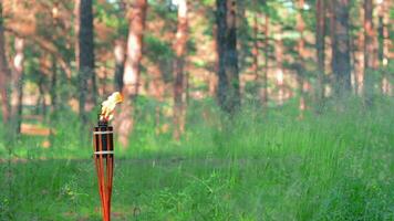Bambus Fackel Verbrennung im das Wald im Sommer- im das Tageszeit. dekorativ tropisch Kerze hat ein groß Orange Flamme mit Öl Treibstoff oder Kerosin schleppend Bewegung. statisch Schuss video