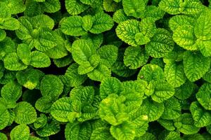 Low light. Green leaf in the garden. photo