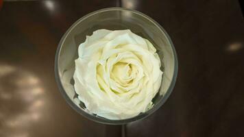 rose white colour texture flower nature floral blossom plant leaf bouquet petal roman symbol sign background table wooden desk 14 fourteen february wedding gift happy valentine love fresh macro rose photo