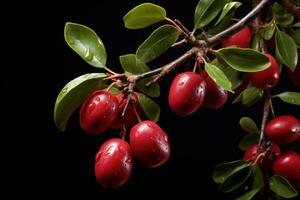 AI generated Ripe Jujube Ziziphus fruit on tree branch on a black background. Sweet and nutritious. Chinese red date fruit. Perfect for food-related projects, healthy snacks concepts, culinary designs photo