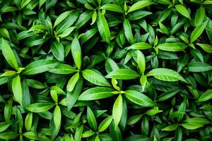 concepto de fondo de naturaleza de hoja. imagen de fondo de hoja verde fresca. foto