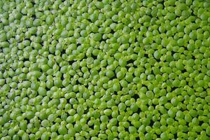 Green Duckweed texture for wallpaper and background close up shot. Abstract background. Texture background. Macro photography. photo