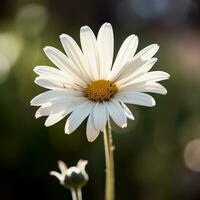 AI generated a single, delicate flower, such as a daisy or a tulip, with a blurred background photo