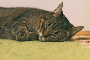 hermosa gato dormido en el piso a hogar. foto