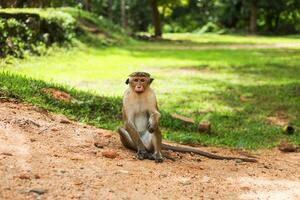 gorro de cocinero macaco mono desde sri lanka sentado exterior. foto