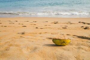 Image of empty coconut on the beach at Sri Lanka photo