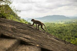 Toque macaque monkey climbing on the hill at Sri Lanka. photo