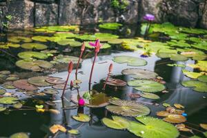Image of beautiful water lilies and leaf in pond at Sri Lanka. photo