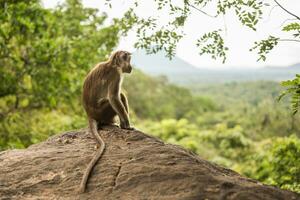 Toque macaque monkey sitting and looking at view at Sri Lanka.Image contains little noise because of high ISO set on camera. photo