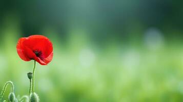 AI generated a red poppy with a blurred green background and plenty of copy space. photo