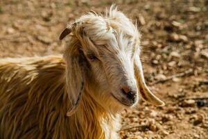 Image of close up view of goat in nature in Morocco. photo