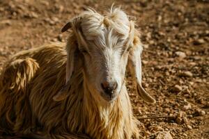 Image of close up view of goat in nature in Morocco. photo